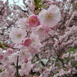 image of BavarianGirl