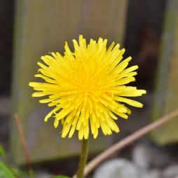 image of ManuelaBred2