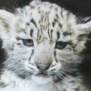 snowleopard