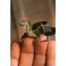 Dragonfly02