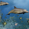 Delphin1962