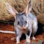 bilby