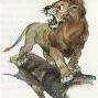Lion3