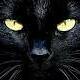 BlackCat02