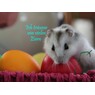 FrauHamster