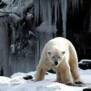 Eisbaer1
