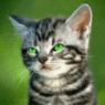Katzenlady