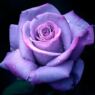 Rose1967
