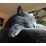 katze55