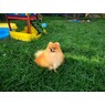 balu
