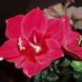 Amaryllis