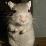 freemouse