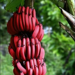 image of banane1970