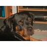 Rottweiler61