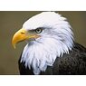 eagle1