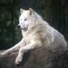 whitewolf86