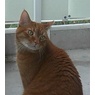 Garfield66