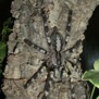 avicularia