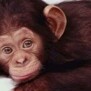 schimpansenbaby
