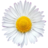 GinaTonic
