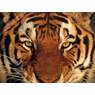 TIGERKNALLI