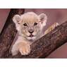 Lionkid