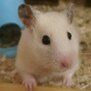 LyriaHamster