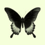 Butterfly22