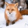 rotfuchs64