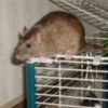 Rattenlady