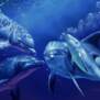 lovedelfin