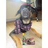 Weingeist
