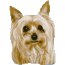 Vipy