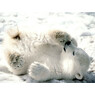 nicepuppies