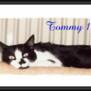 Tommy1
