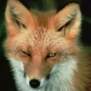 fox1983