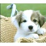 Hundefreundin